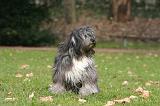 TERRIER DU TIBET 403